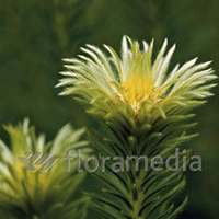 PHYLICA